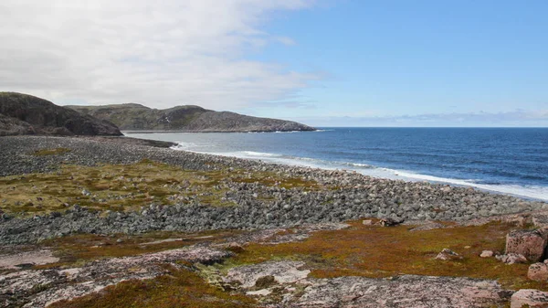Przylądek Morski Słoneczny Letni Dzień Piękna Zatoka Morza Barentsa Wodorosty — Zdjęcie stockowe