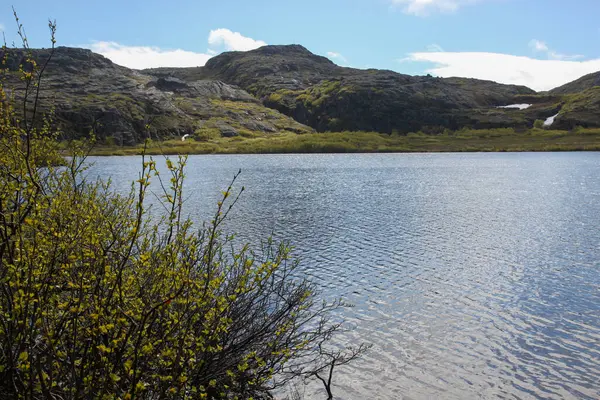 Lindo Lago Nas Montanhas Dia Ensolarado Verão Arbusto Verde Cresce — Fotografia de Stock