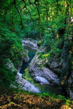 Psaho Nehri Kanyonu 'nun en üst manzarası. Sık bir ormanda, nehrin olduğu bir yaz manzarası. Yeşil yaprakları ve uzun ağaçları olan güzel bir arka plan. Krasnodar bölgesi, Rusya.