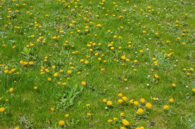 Yeşil çim ve çiçek sarı karahindiba