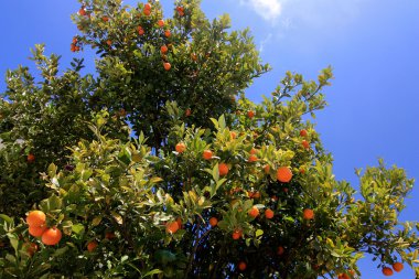 Yunanistan mandalina ağacı
