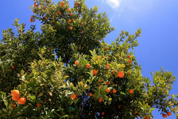 Tangerine tree in Greece — Stock Photo, Image