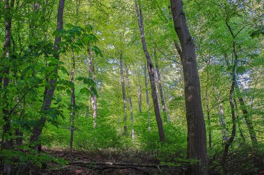 Orman Bad Pyrmont, Almanya