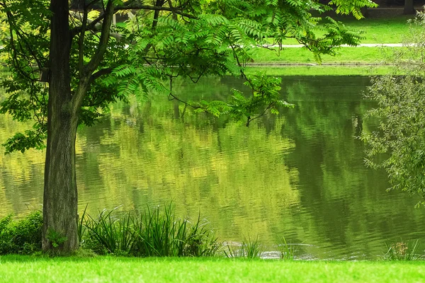 Un árbol verde en el parque de Berlín — Foto de Stock