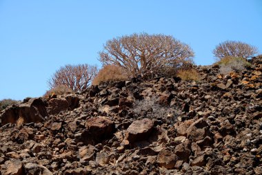 Atatürk balsamifera Adası Lobos volkanik bir kayaya üzerinde.