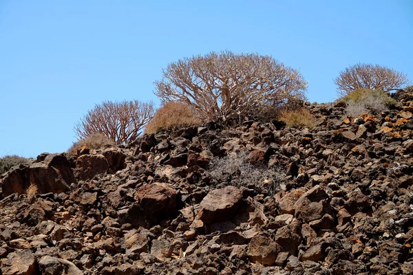 Euphorbia balsamifera σε έναν ηφαιστειακό βράχο για το νησί Lobos. — Φωτογραφία Αρχείου