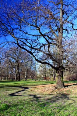 A tree with branches