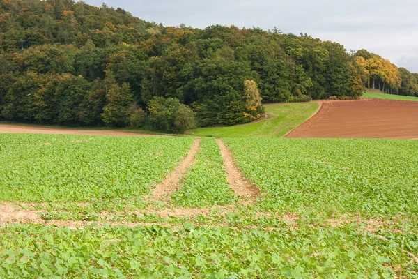 Un paesaggio agricolo a Bad Pyrmont, Germania . — Foto Stock