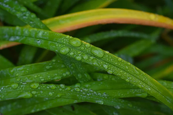 Gotas Água Doce Folhas — Fotografia de Stock