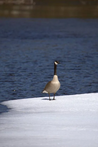 Pássaro Neve Close — Fotografia de Stock