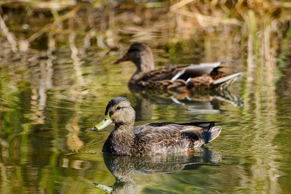 Twee Eenden Een Meer Natuur — Stockfoto