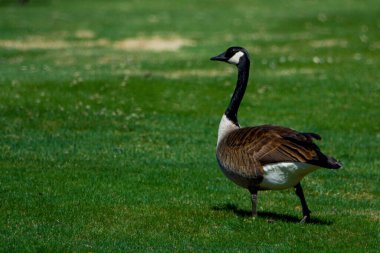 Parktaki yeşil çimlerde kaz