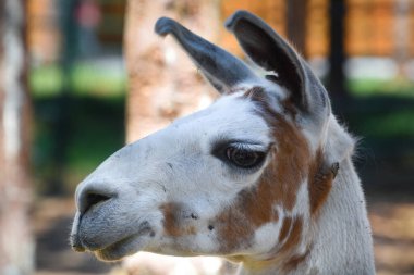 Genç bir alpakanın yakın görüntüsü