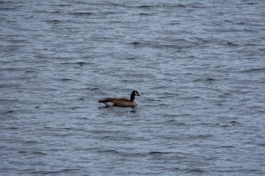 Nehirdeki güzel kuş manzarası