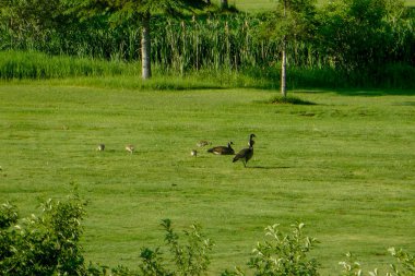 Doğal yaşam alanında güzel kuşlar