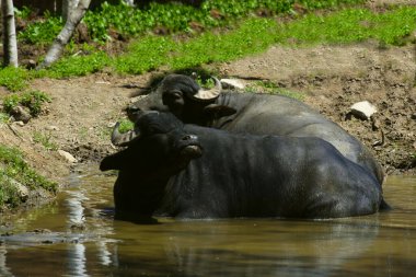 Suda vahşi bufalolar