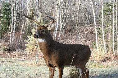 Kanada ormanında kızıl geyik, özel bir parkta.