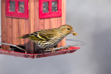 Kuş, kış ormanlarında beslenenin yanında oturur.