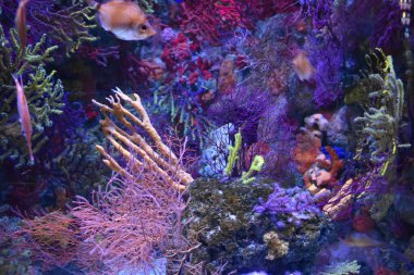 Kızıl denizde mercan kayalıkları ve balıklar