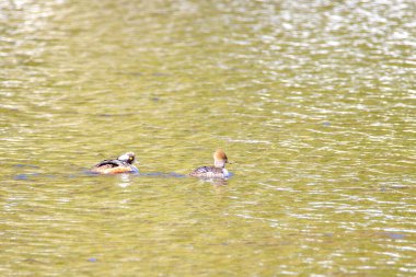 Kanada Gölü, Quebec 'te sonbahar renklerinde ördekler