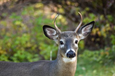 Ormanda bir geyiğin yakın çekimi.