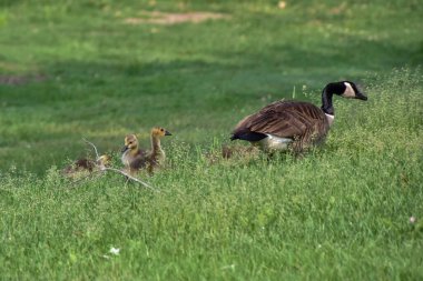 Kaz ve ördekler yeşil yaz çayırında