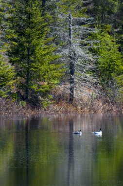 Ormanda kuşlarla dolu bir göl manzarası