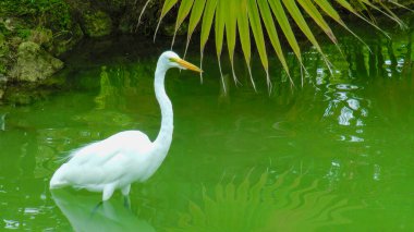 Doğal yaşam alanında güzel bir kuş