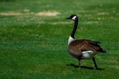 Bir kaz çimlerin üzerinde