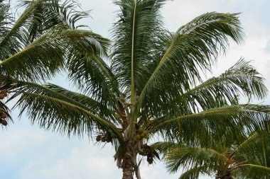 Gökyüzü arka planında palmiye ağaçları