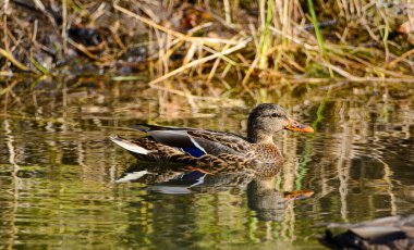 Kanada Gölü, Quebec 'te sonbahar renklerinde ördek
