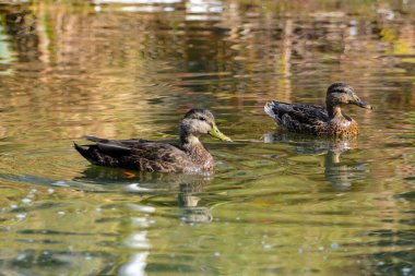 Kanada Gölü, Quebec 'te sonbahar renklerinde ördekler