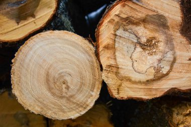 Ormanda yakacak odun yığını 