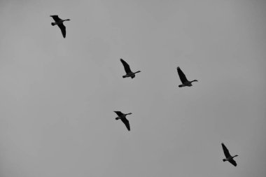 Kuşlar bulutlu gökyüzünde uçuyor