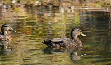 Kanada Gölü, Quebec 'te sonbahar renklerinde ördekler