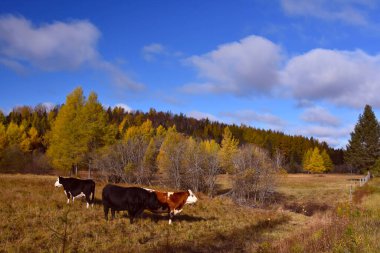 Kanada Çiftliği Quebec 'inde güzel inekler  
