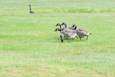 Doğal yaşam alanında güzel kuşlar
