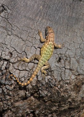Batı Hint Adaları 'nda bir ağaç gövdesinde küçük bir kertenkele