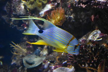 Tropik bir balığın sualtı fotoğrafı.