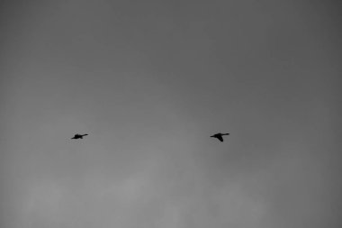 Kuşlar bulutlu gökyüzünde uçuyor