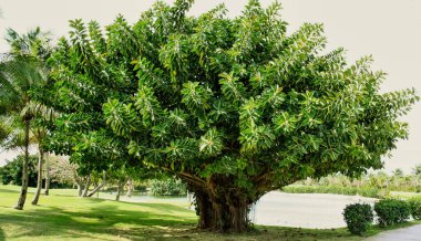 Bahçedeki yeşil ağaç