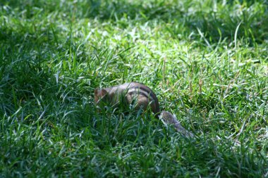 Genç bir sincap çimlerin üzerinde