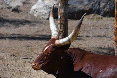 Çölde bir bufalonun yakın çekimi.