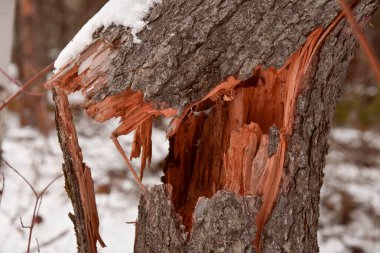 Ormandaki eski kırık ağaç