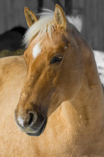 魁北克Lanaudiere地区加拿大农场的一匹漂亮的马 — 图库照片