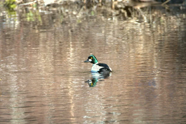 Stockente Auf Dem See — Stockfoto