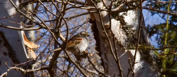 Sparrow Branch Winter — Stock Photo, Image