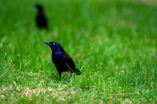 Cuervo Negro Sobre Hierba Verde —  Fotos de Stock