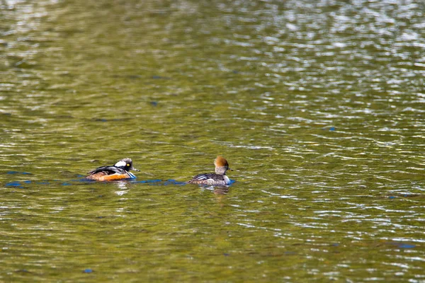 Eenden Herfstkleuren Canadees Meer Quebec — Stockfoto