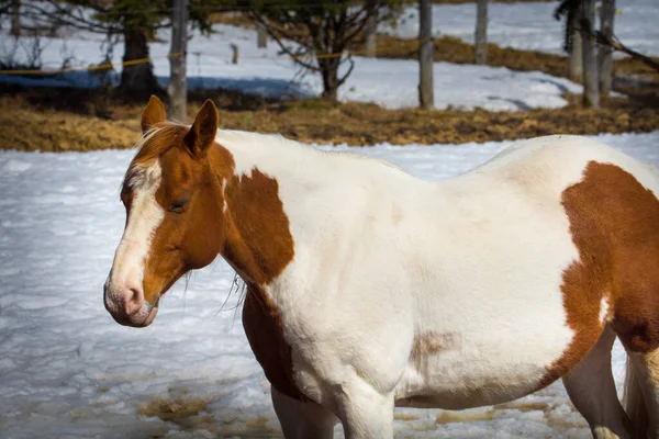 Vacker Häst Kanadensisk Gård Quebec Lanaudiere Regionen — Stockfoto
